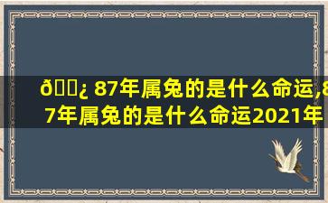 🌿 87年属兔的是什么命运,87年属兔的是什么命运2021年